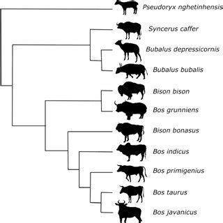 Molecular phylogeny of bovids. The phylogenetic relationships of 11... | Download Scientific Diagram