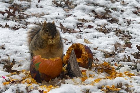 Squirrel Eating Pumpkin | Rhonda Bonham | Flickr