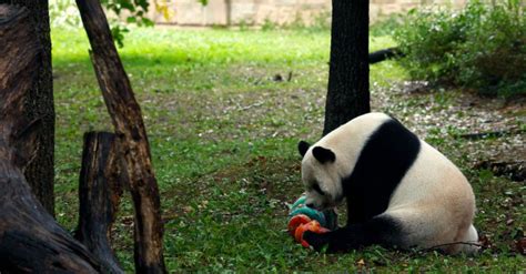 Farewell to the National Zoo’s Giant Pandas after 23 Years – The ...