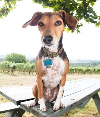 Gracie, a rat terrier/beagle mix, at Van Duzer Vineyards - Oregon | Stylish dogs, Oregon wine ...