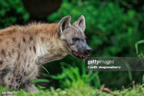 114 Hyena Teeth Stock Photos, High-Res Pictures, and Images - Getty Images