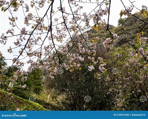 Cherry Blossoms on a Mountain Path Leading To Iwayaji - Ehime ...