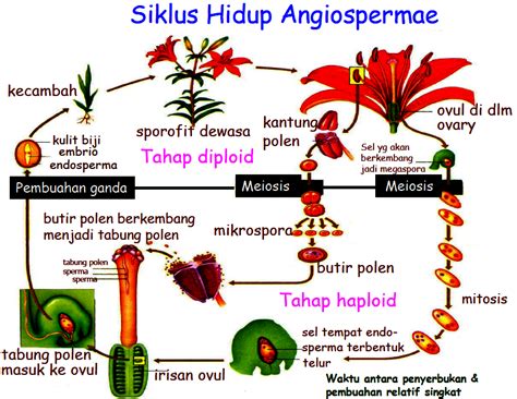 Siklus Hidup Tumbuhan Angiospermae Beserta Proses Dan Strukturnya - Riset