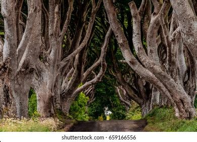 Dark Hedges Stock Photo 659166556 | Shutterstock