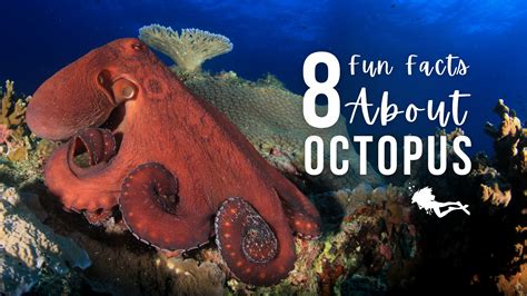 8 Fun Facts About Octopus - Girls that Scuba