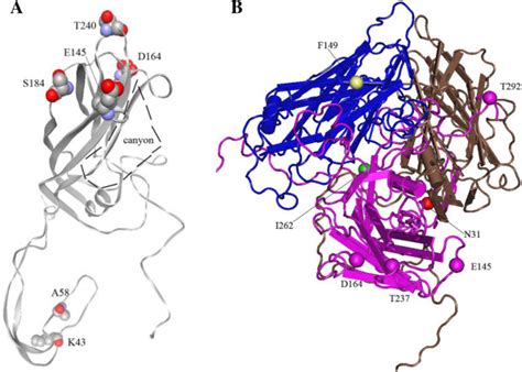 Location of amino acids in the 3D structure of VP1 protein (A) and the ...