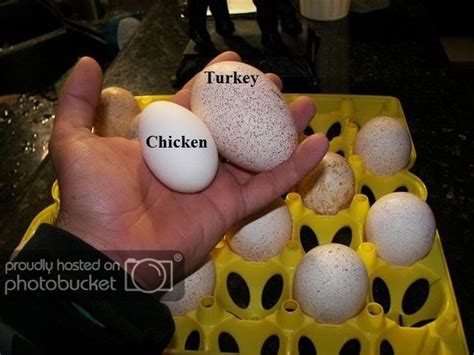 Turkey Hen Eggs