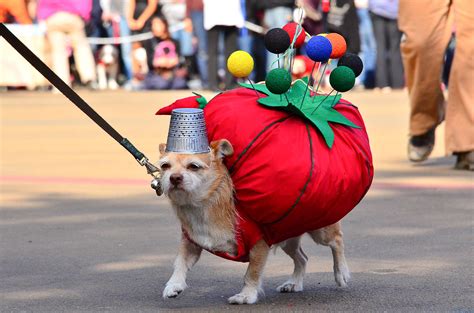 Winner Halloween Dog Costume Contest 2011 - Small Dog Cate… | Flickr