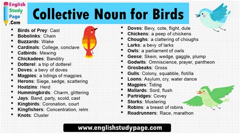 16 Collective Noun for Birds - English Study Page