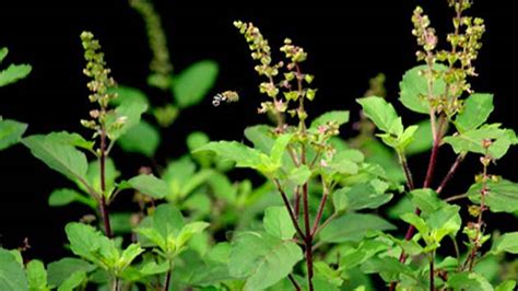 Tulsi plant in Hinduism - What is the significance of Tulsi plant in ...