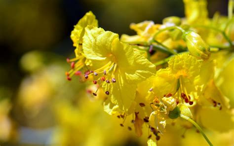 Parkinsonia florida, Blue Paloverde, Southwest Desert Flora