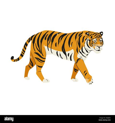 Amur tiger goes isolated on white background. Vector tiger side view Stock Photo - Alamy