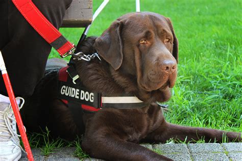 Seeing Eye Dogs Are a Meaningful Investment for This Delaware Resident