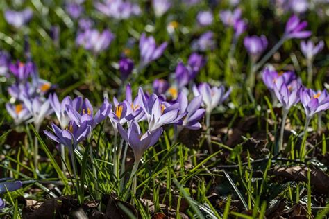 Crocus Flower Meaning and Exciting Symbolism | Florgeous