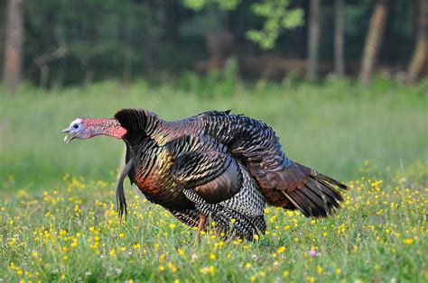 Eastern Wild Turkey Gobbling