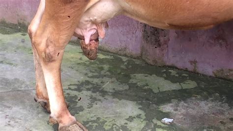 Necrotic Stage of Chronic Mastitis in a Cow - YouTube