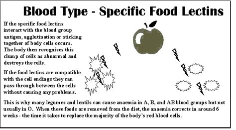 Lectins - could they be quietly harming you?