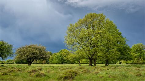 Trees Grass Field In Blue Clouds Sky Background 4K HD Nature Wallpapers ...