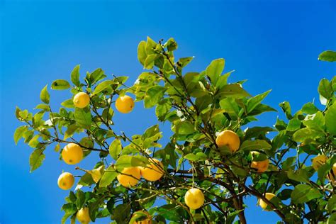 » What Is The Lowest Temperature A Meyer Lemon Tree Can Tolerate?