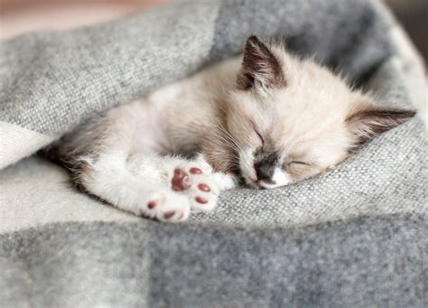 Sweet Sleepy Kitten Delights Internet: 'Adorable' - Newsweek