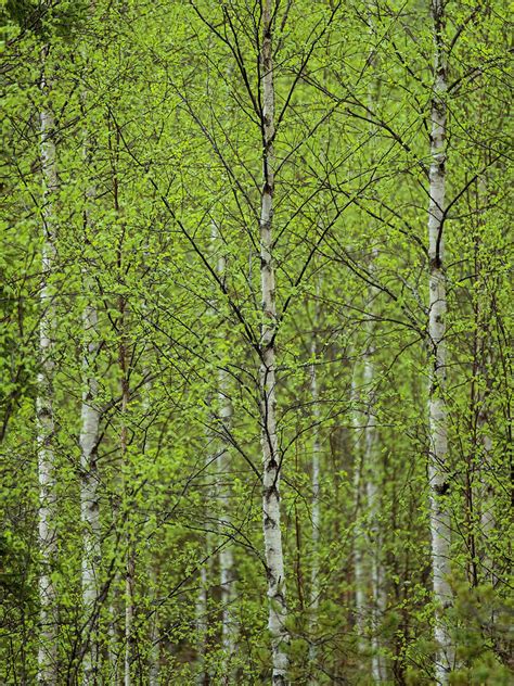 Silver Birch Forest Photograph by Mark Edwards