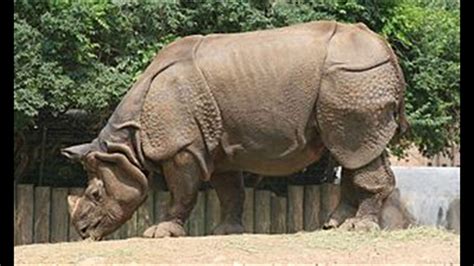 Indian Rhinoceros - Facts and Figures - YouTube