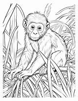 Free Printable Monkey Coloring Pages sketch template