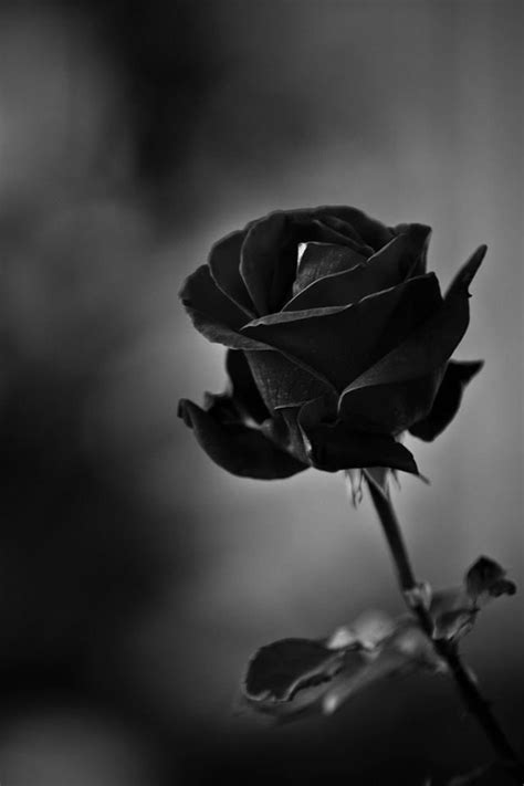 The Black Rose † Goth | Black flowers, Black rose, Shades of black