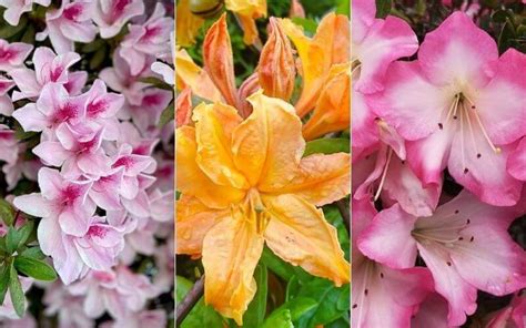 15 Different Types Of Azaleas For Your Garden - Gardening Chores