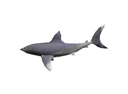 cute shark gif transparent - Clip Art Library