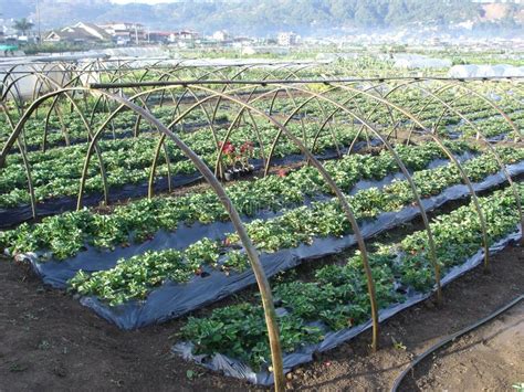 La Trinidad Strawberry Farm Baguio City Stock Photo - Image of travel, destination: 175575704