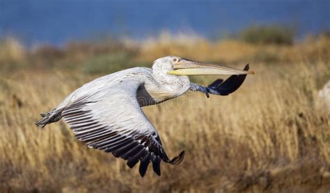 Dalmatian Pelican in Flight (Pelecanus Crispus) Stock Photo - Image of flight, bill: 42849596