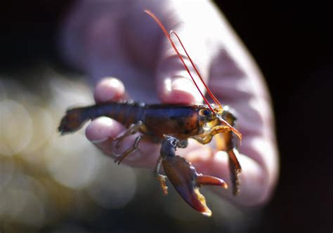 Scientist: Baby lobster count drops off US coast, Canada