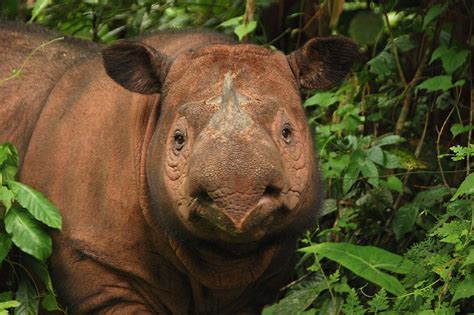 Saving the Sumatran Rhino | News | Save the Rhino International