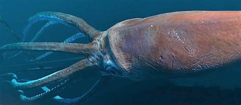 Giant Squid Pictures | Bruin Blog