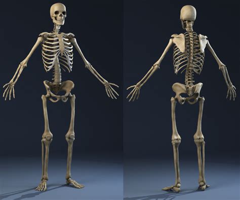 Anatomy Skeleton (male) 3D Model