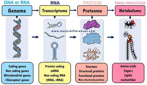 Difference between Genome, Transcriptome, Proteome and Metabolome