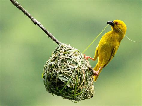 How Do Birds Build Nests? (5 Key Types) | Birdfact