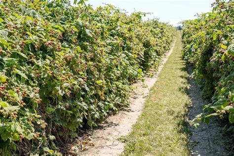 Cooking with Blackberries - Fresh or Frozen - And Our Favorite Recipes