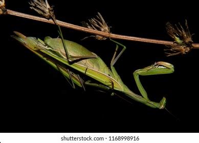 Praying Mantis Natural Habitat Macrophotography Stock Photo 1168998916 ...