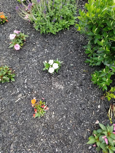 Is this the proper way to fertilize flowers in flower beds | Lawn Care Forum