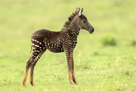 This Baby Zebra Was Born With Spots Instead Of Stripes | Bored Panda