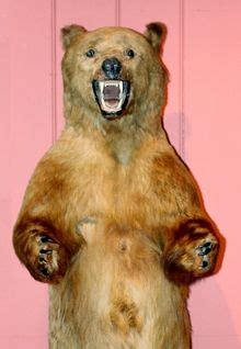 Arthur the Bear, our mascot! | Museum, History museum, Education