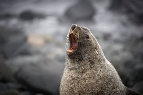 Strange but true: Seals found sexually assaulting penguins - CBS News