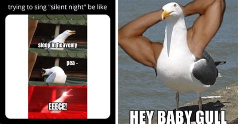 Spicy Silly Seagull Memes To Send Your Mood Soaring - Animal Comedy ...