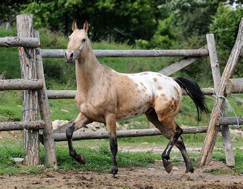 Akhal teke/Appaloosa cross, Alania Stud | Horses | Pinterest