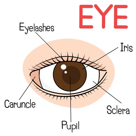 Cartoon Anatomy of the Eye. 21565385 Vector Art at Vecteezy