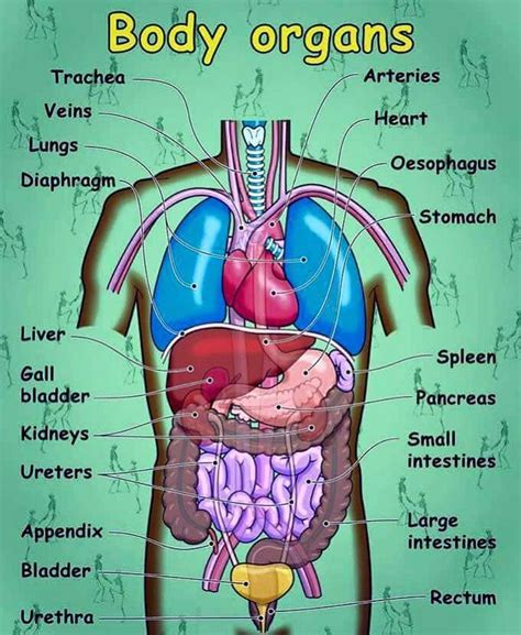 English Vocabulary: Internal Organs of the Human Body | Human body ...