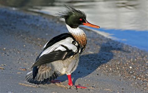 Red breadsted meganeser | Waterfowl taxidermy, Red, Bird