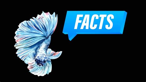 Fascinating Betta Fish Facts Every Fishkeeper Should Know